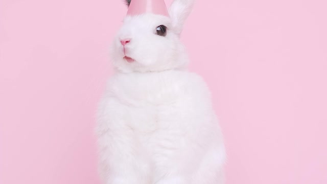 The rabbit plays well. Funny Animals.