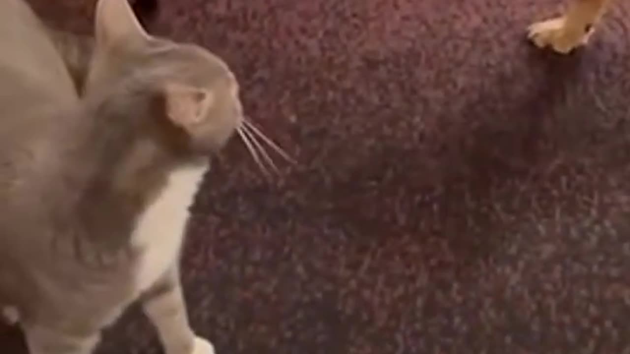 Funny Animals Videos