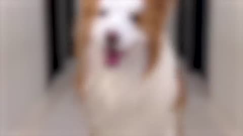Funny Cats And Dogs Video 2023 😂 Funniest Animal Video.2023
