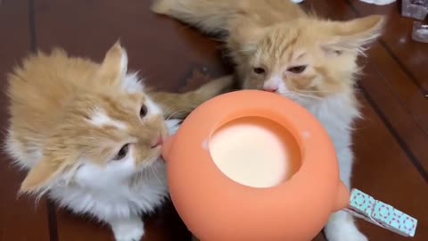 Funny and Cute Cats Videos #338