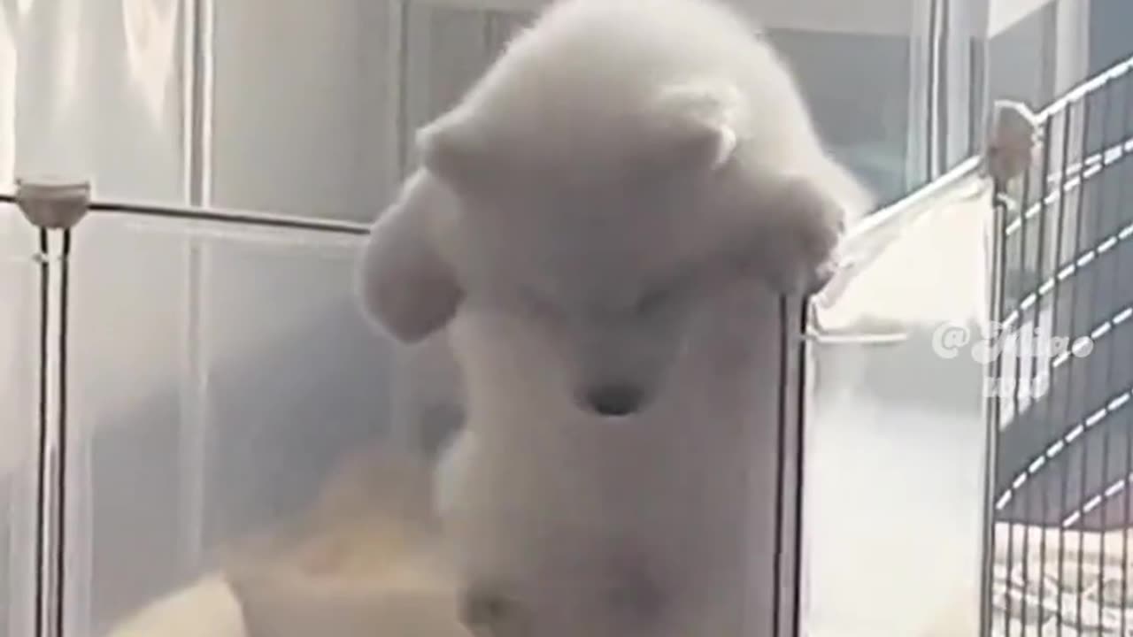 Funny Dog Video 😂 🐕