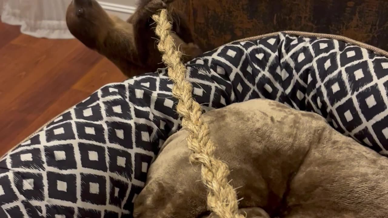 Baby Sloth Loves Cuddles and Sweet Potatoes