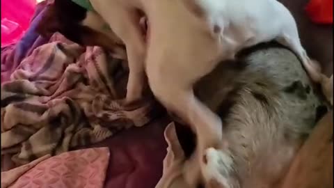 Dog Kicks New Friend Off Bed