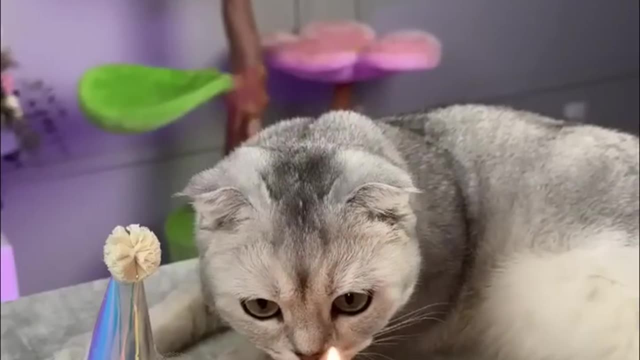 Cats funny videos
