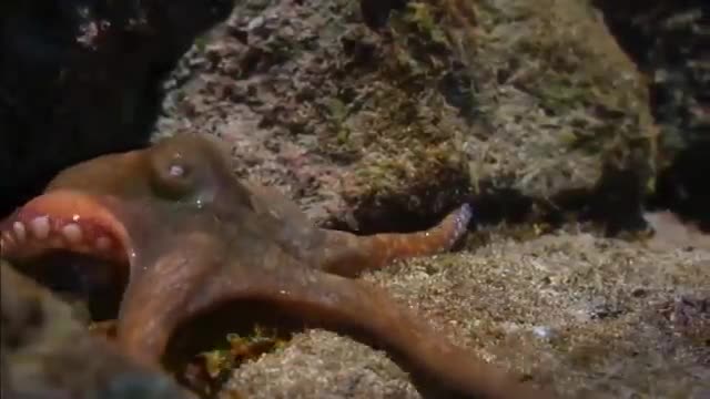 The Eagle Dies While Hunting Octopus In The Ocean