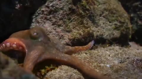 The Eagle Dies While Hunting Octopus In The Ocean
