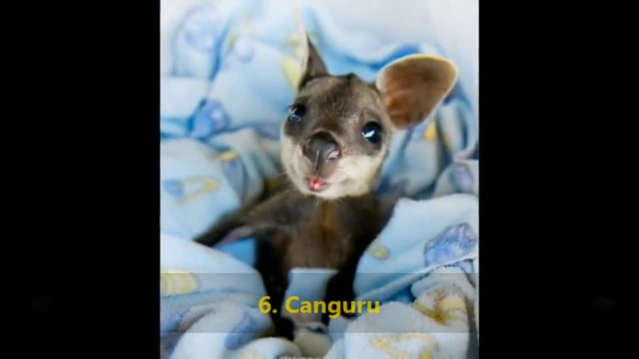 15 cutest puppies that will conquer you