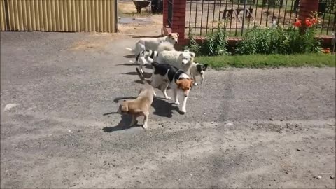 Festiwal_wolnych_psów___psie_gody_-_videorelacja___Free_dogs_festival___dog_mating