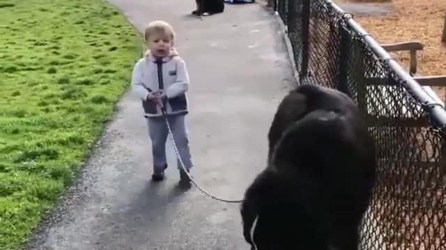 Walk the dog