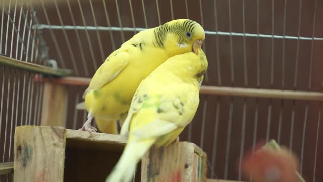 Lovebirds are capable of melting even the hardest hearts.
