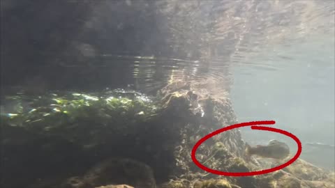 Slow motion fish