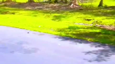 Shadi ka mahina #shorts #short