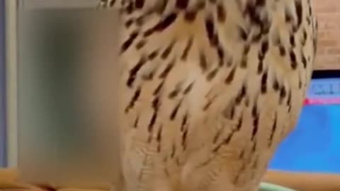 Funny Animals