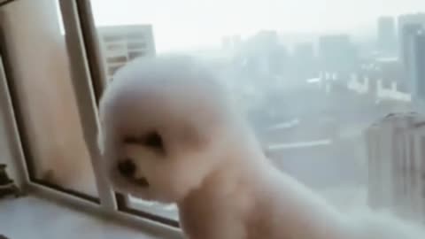 Funny pets that will make your day ❤️😍🥰
