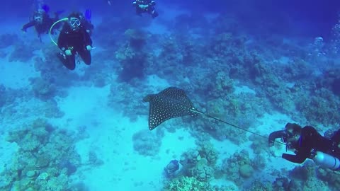 Amazing Moments of Manta Ray Fish Amazing Moments of Manta Ray Fish