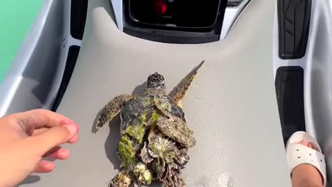 The little turtle swims away so happily 🐢🐢🐢