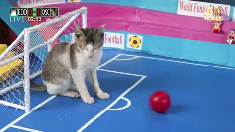 Funny Cat Playing Football - Kitten Play