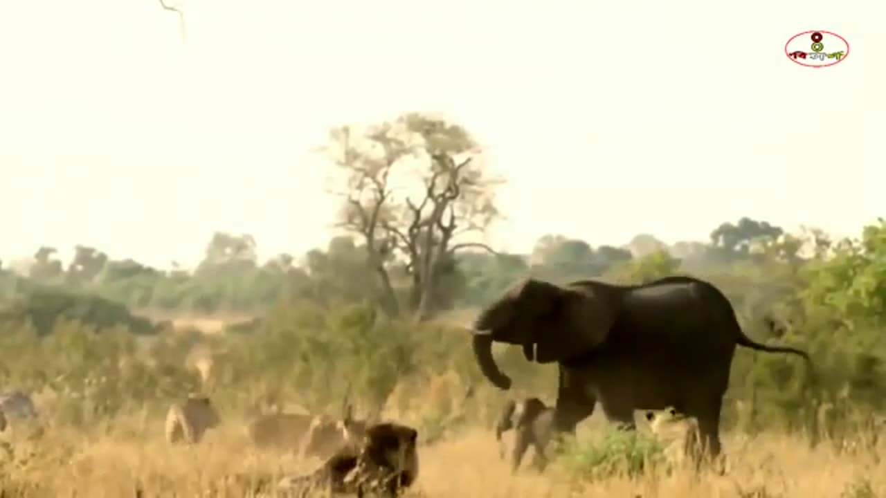 Lion vs Elephant