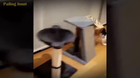 HOLD YOUR LAUGHTER The funniest cat videos make you laugh out loud | The Cutest Cat