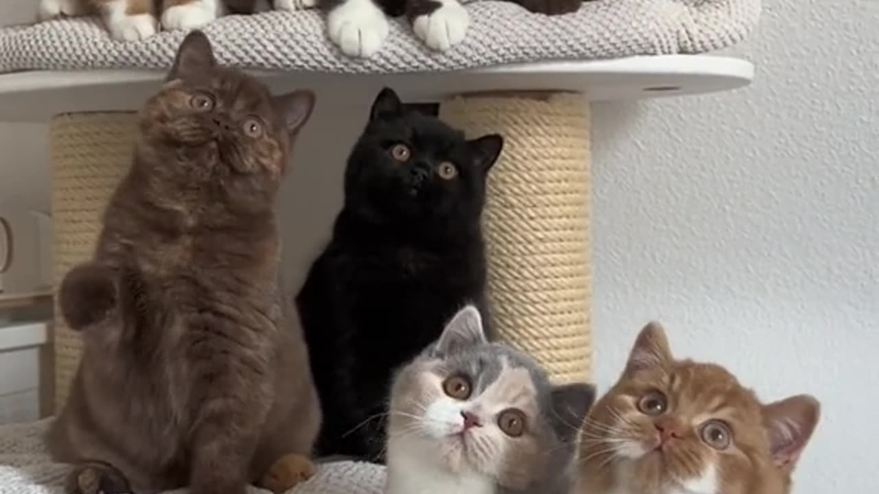 Cat commanding