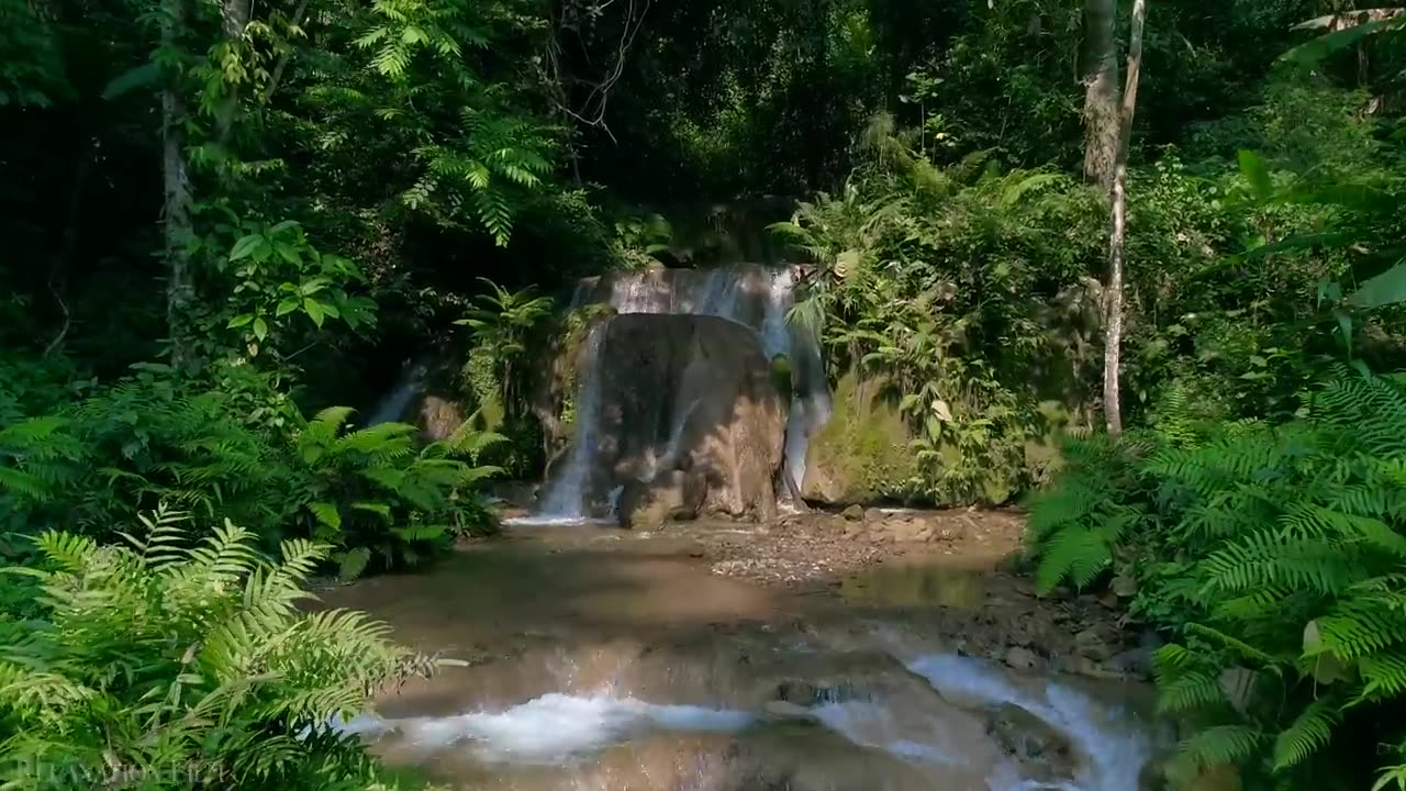 Asian Forest Sounds Breathtaking Nature bath with Relaxing Music - 4k Video HD Ultra