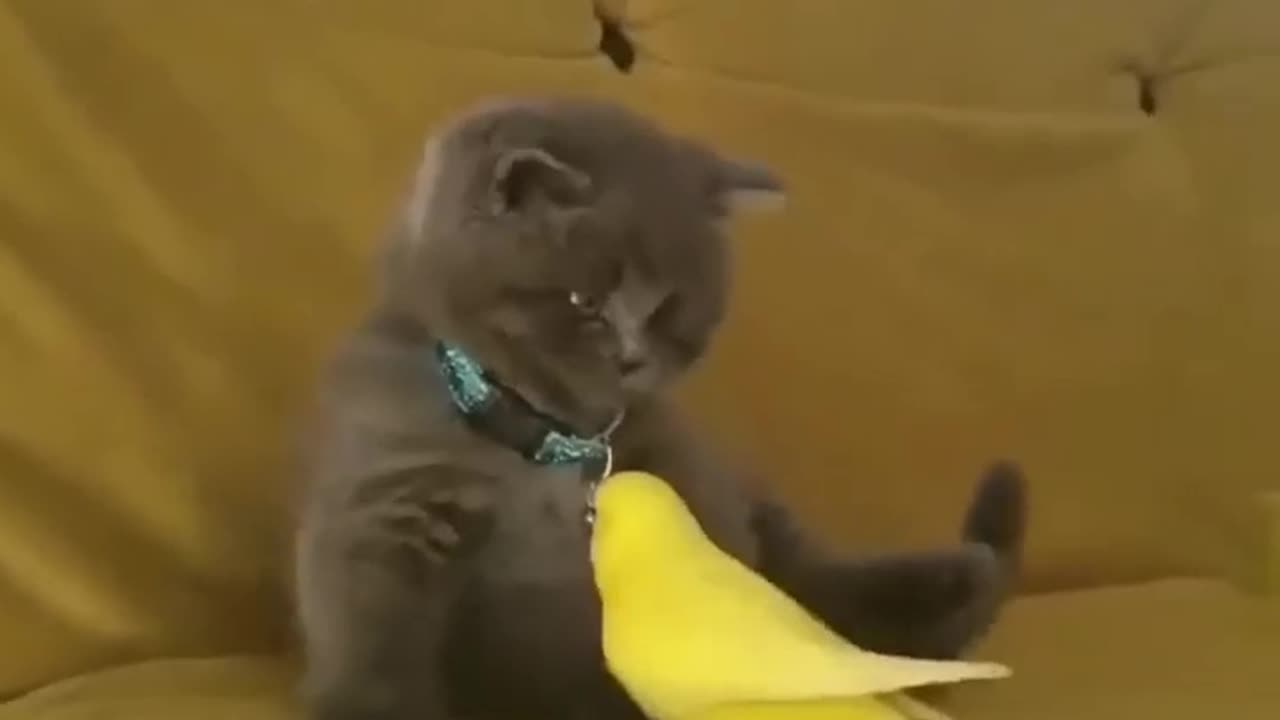 Cat and Parrort playing