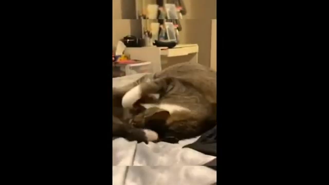 Funny Cat videos