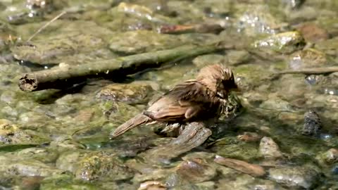 Sparrow Takes A Bath