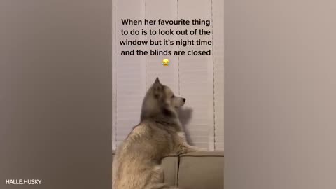 funny dogs with funny content