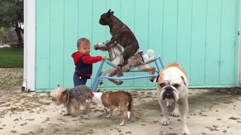 Funny pet reaction with cute baby - Dog and baby funny moment