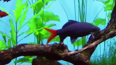 Ambient Music with Beautiful Fish