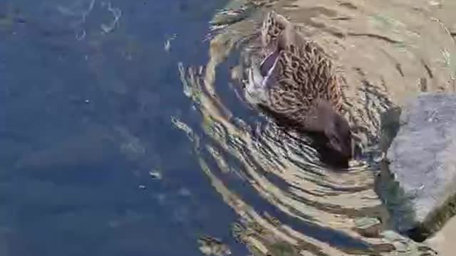 a swimming duck