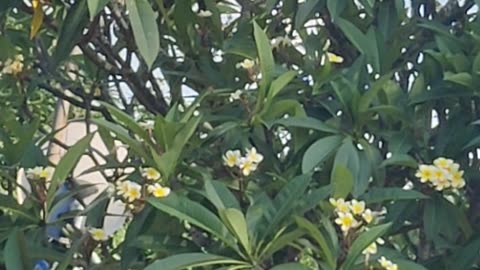 Plumeria flowers tree
