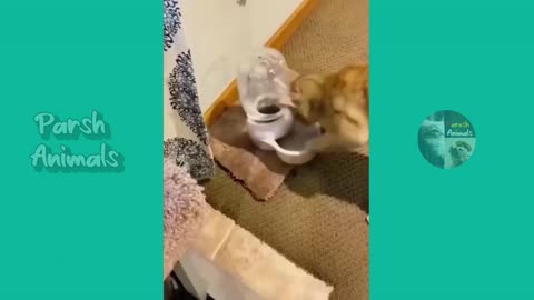 Funny animals 9
