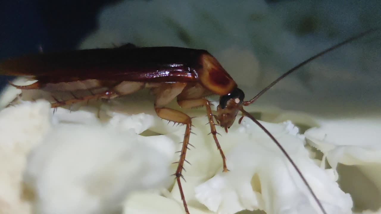 A cockroach enjoying eating cauliflower