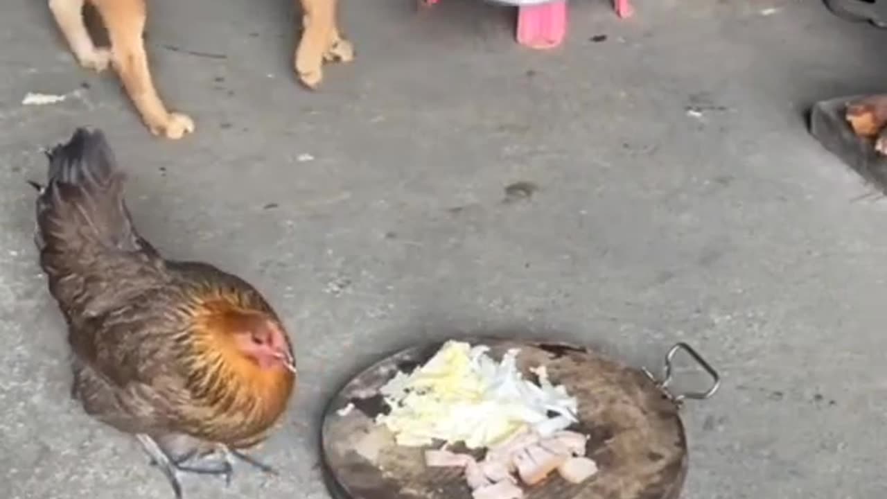 How is dog brain 😍🤣🤣🤣