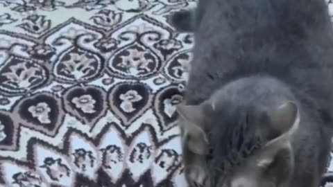 Funniest animals 2023 🐱In tiktok 😂 Funny and Fails Pets Video