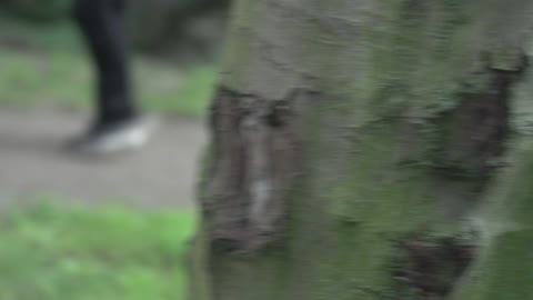 woods 2 raw