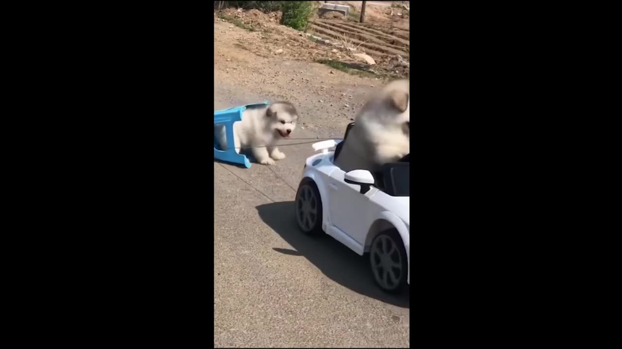 Funniest Cat & Dog Video πΊππΆ