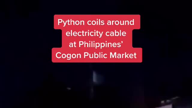 Python coils around electricity cable at Philippines' Cogon Public Market
