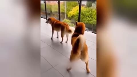 cats and dogs playing