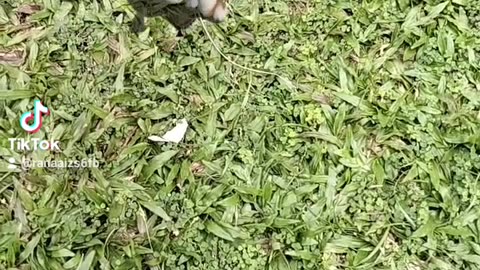 Animal vedio
