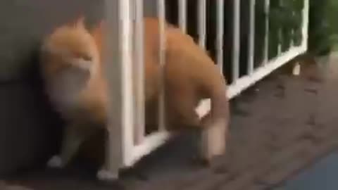 The end #viral #shorts #funny #funnyvideo #fails #gigglegrotto