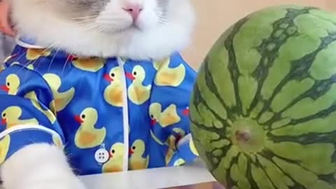 Never Trust The Internet 😻 - Funny Cat Videos