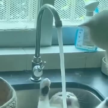 "Cats & More Cats: The Ultimate Feline Shenanigans! 😹🐾" PART 6