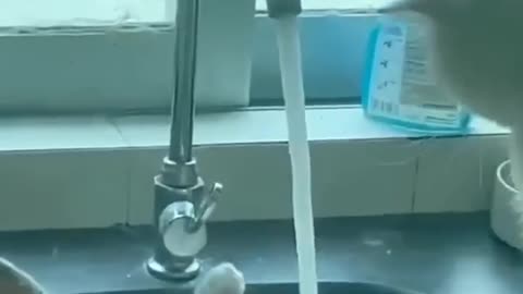 "Cats & More Cats: The Ultimate Feline Shenanigans! 😹🐾" PART 6