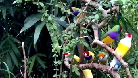 Pet Cats Beautiful Bird And Animal 4K HD Adorable Photography By Nature.