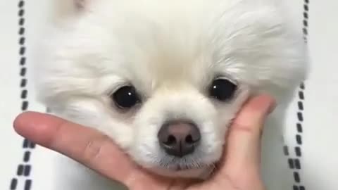little dogy