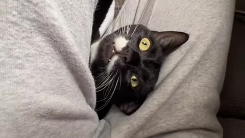 Funny Cat
