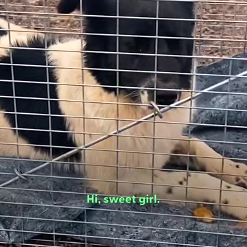 Guy spots a stray dog outside a gas station and follows her into the desert for days